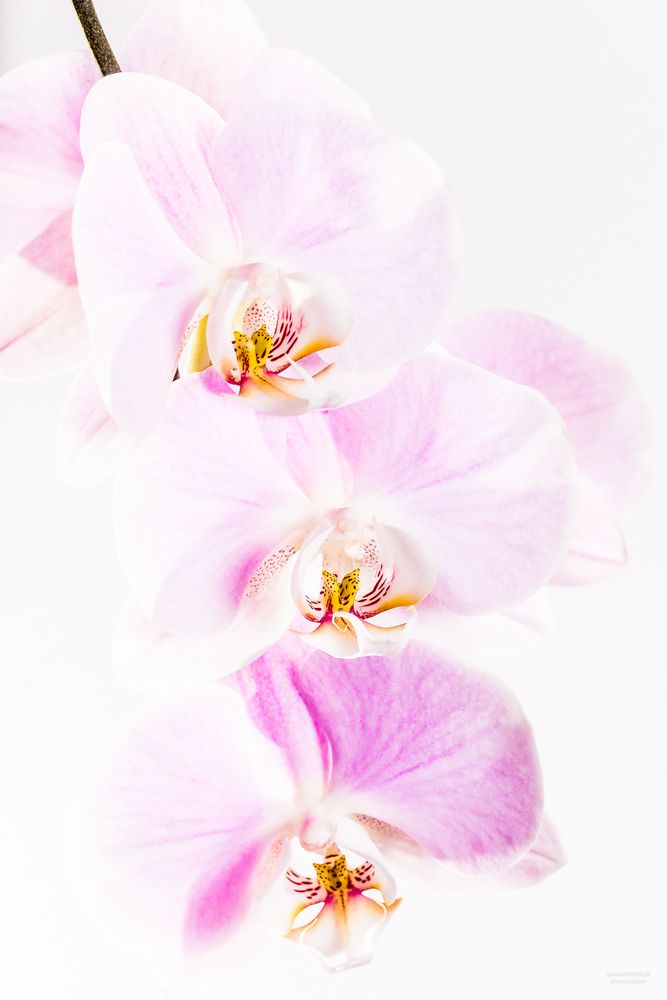 Orchidee