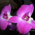 Orchidee