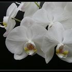 Orchidee