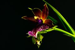 Orchidee