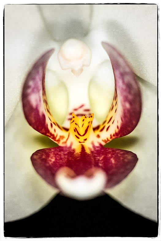 Orchidee