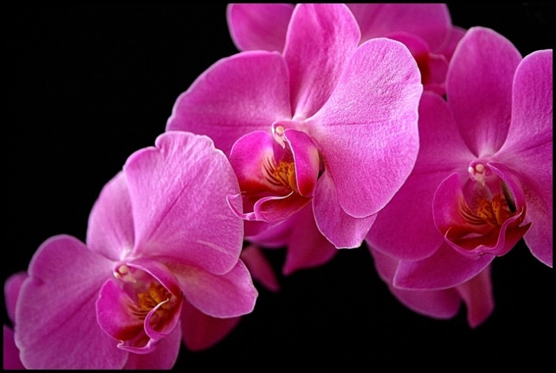 orchidee