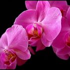 orchidee