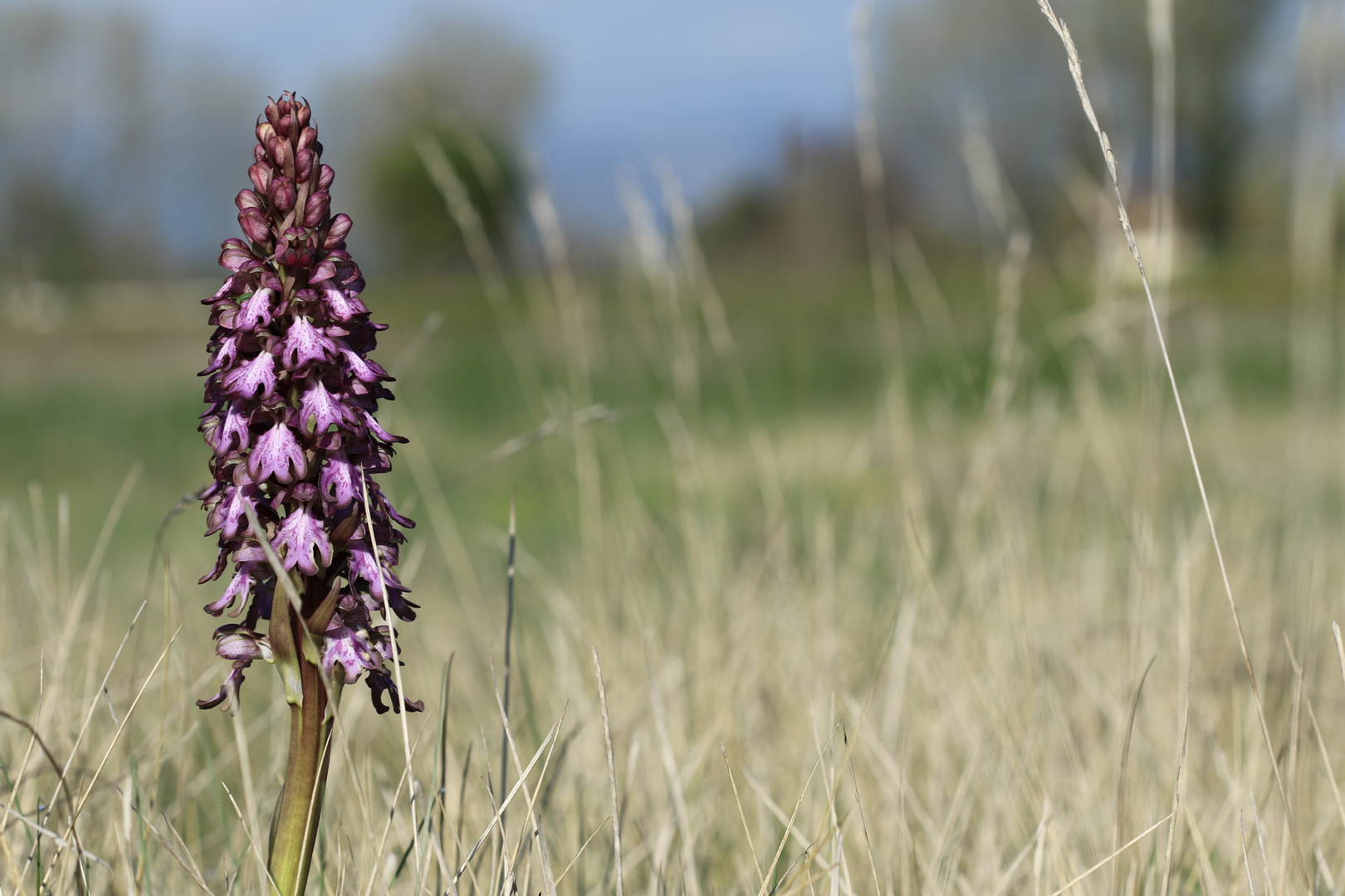 Orchidée