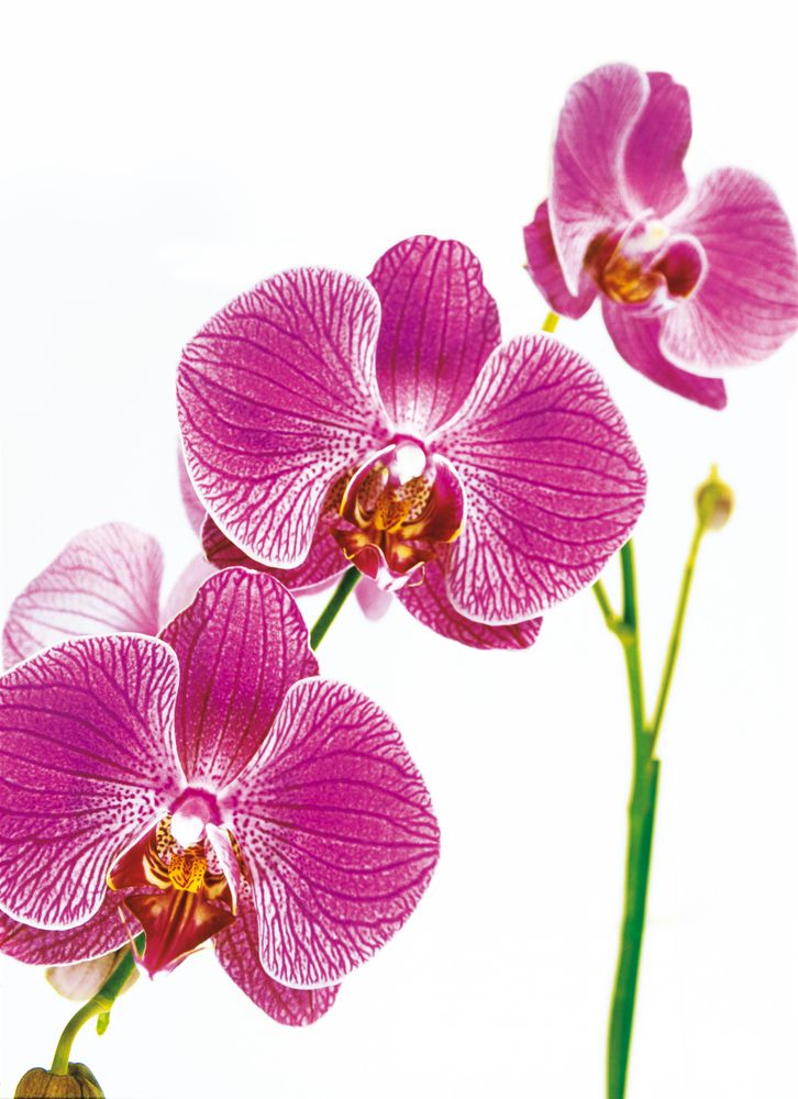 Orchidee von ki7 