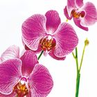 Orchidee