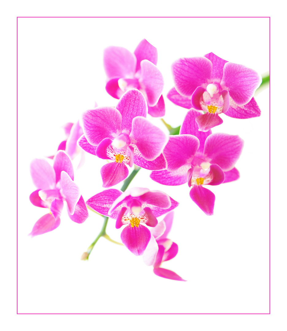 Orchidee