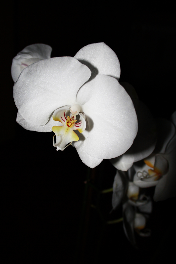 Orchidee