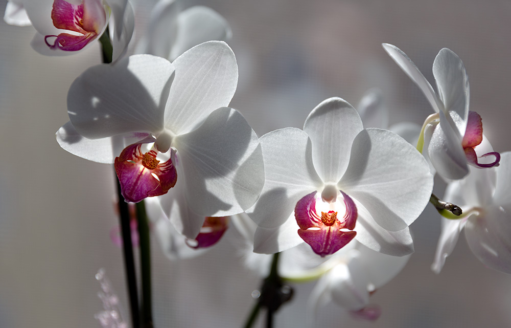 Orchidee