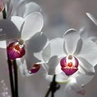 Orchidee