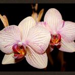 Orchidee .....