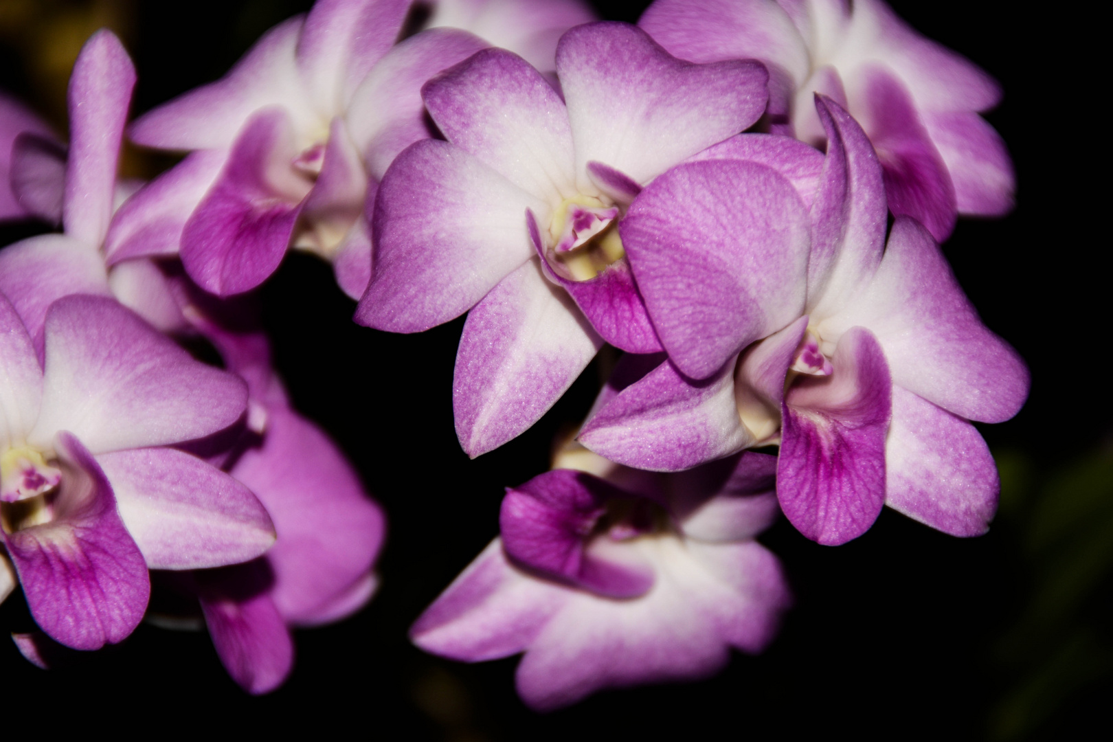 Orchidee