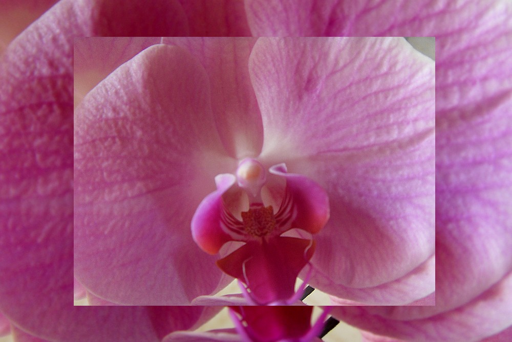Orchidée ...