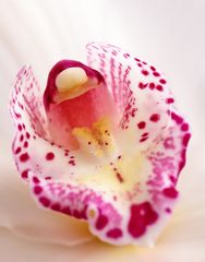 Orchidee