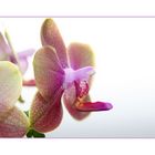 Orchidee