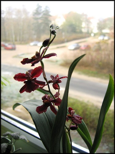 orchidee