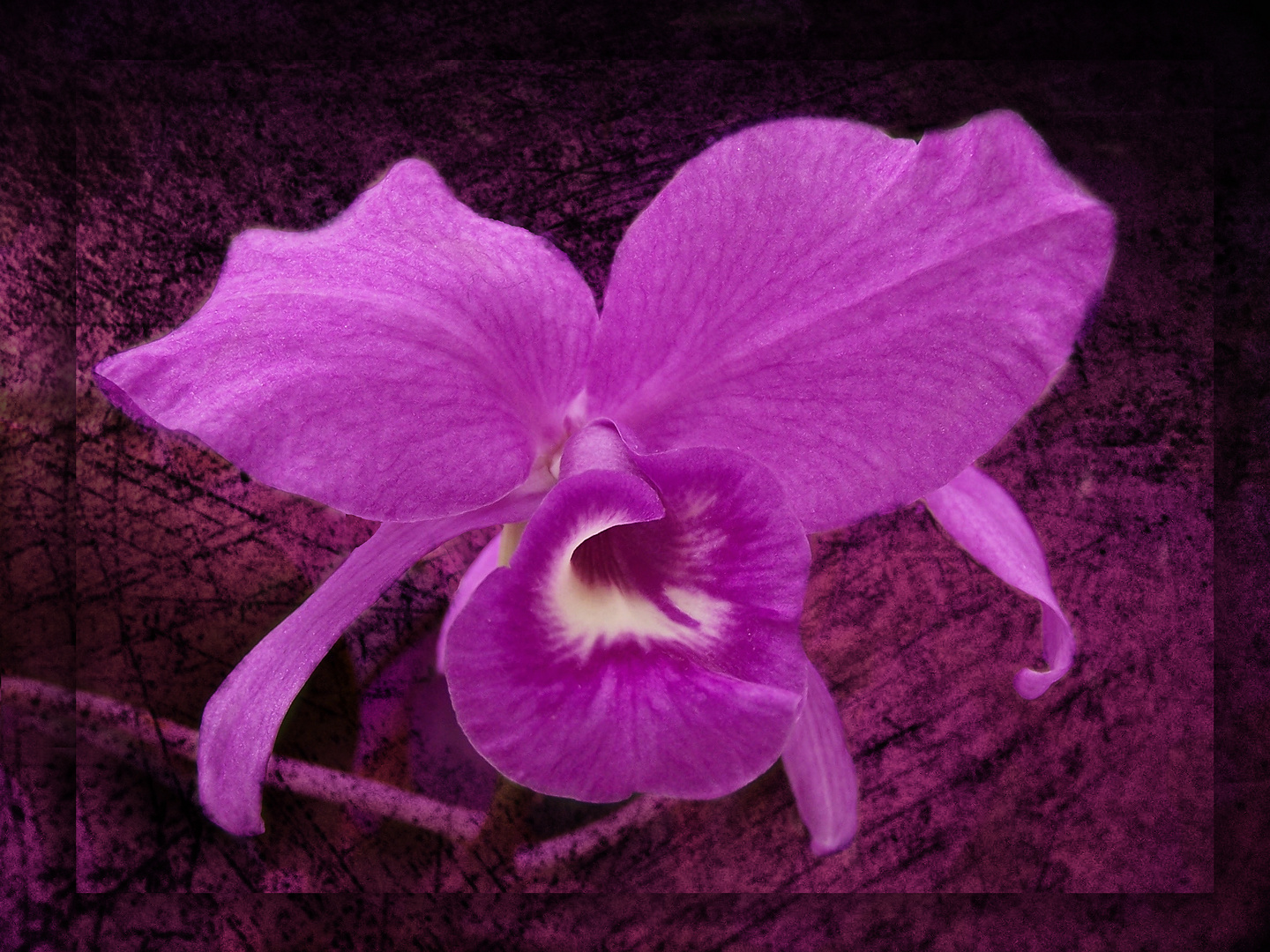 Orchidée