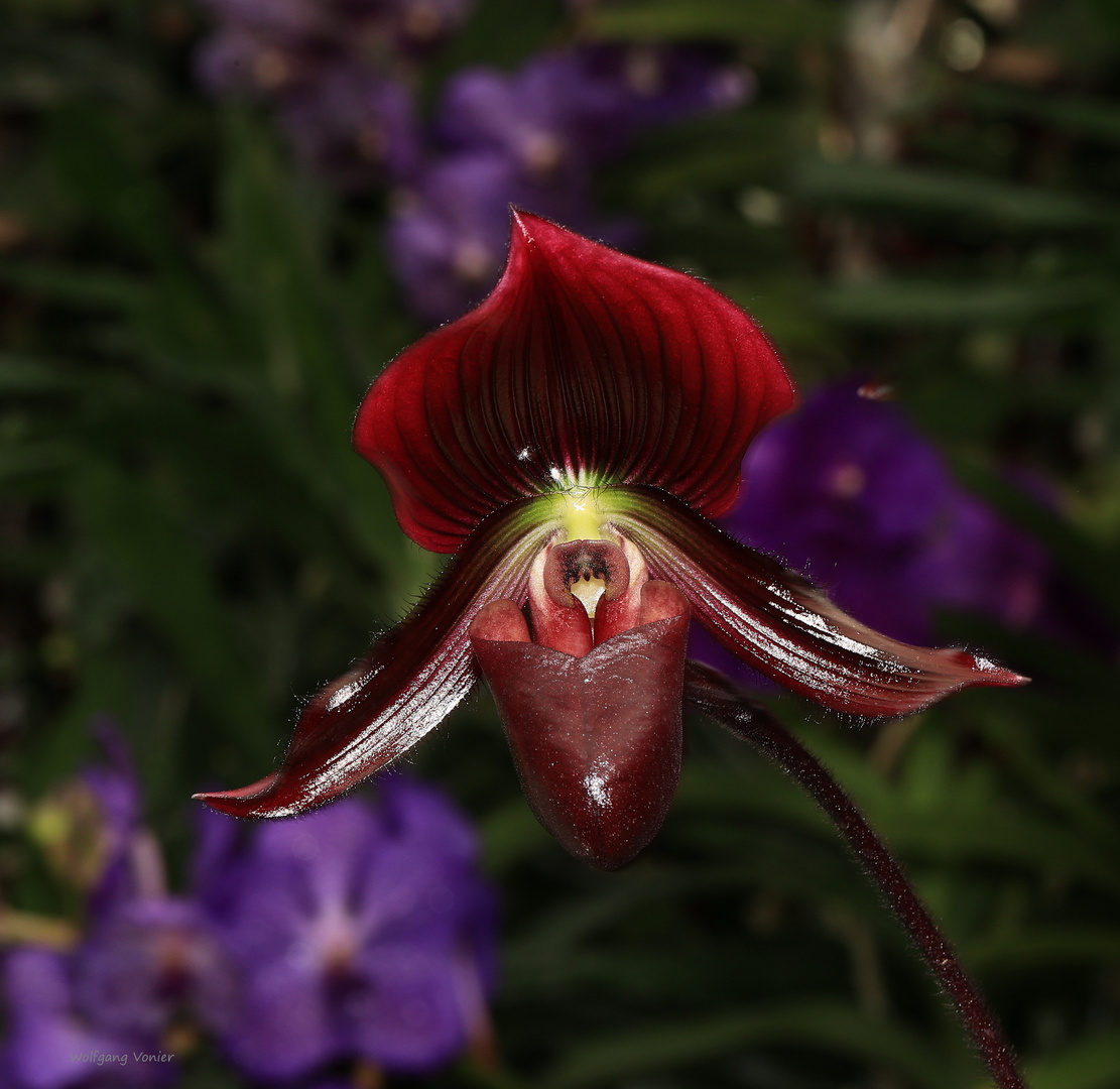 Orchidee