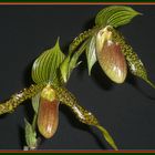 orchidée