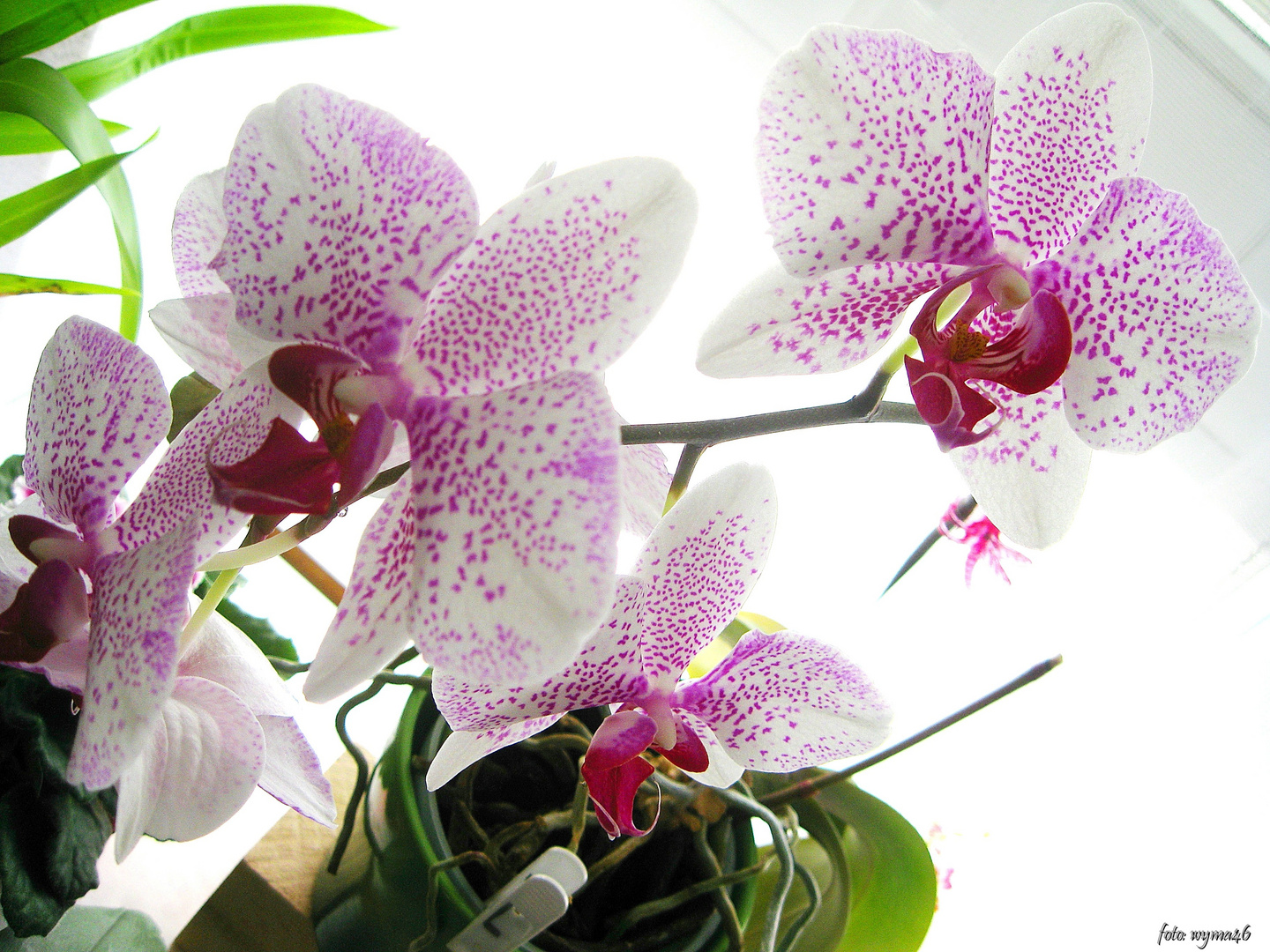 Orchidee