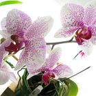 Orchidee