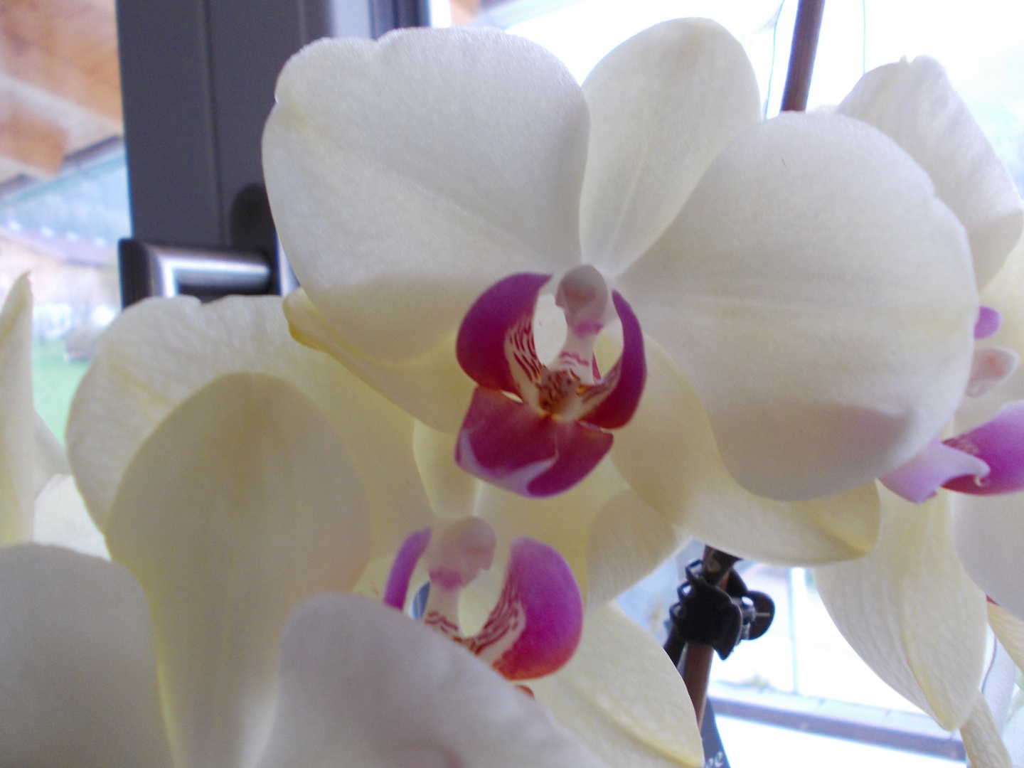 Orchidee