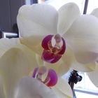 Orchidee