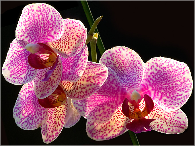 Orchidee