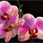 Orchidee