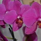 Orchidee