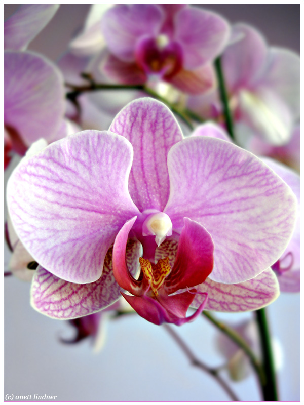 Orchidee