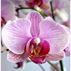 Orchidee