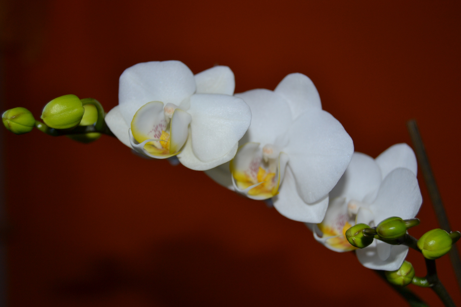 Orchidee