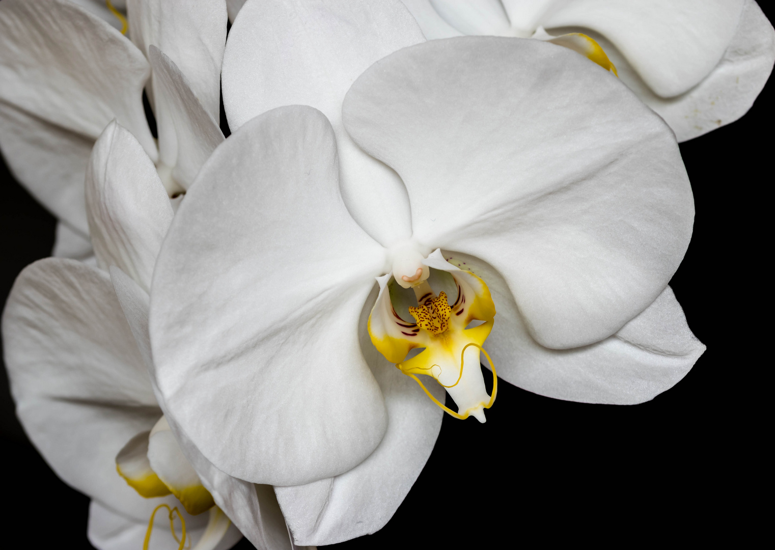 Orchidee