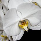 Orchidee