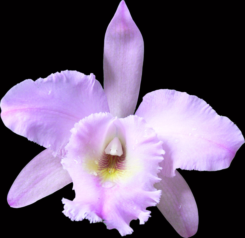 Orchidee