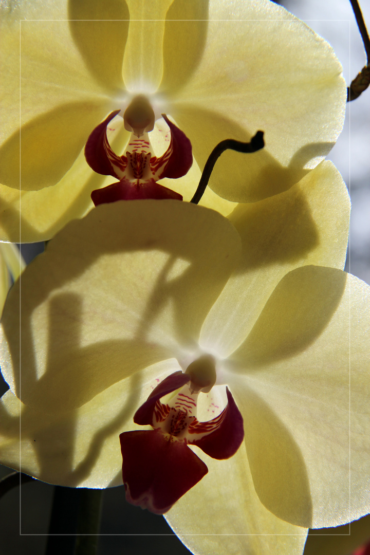 Orchidee