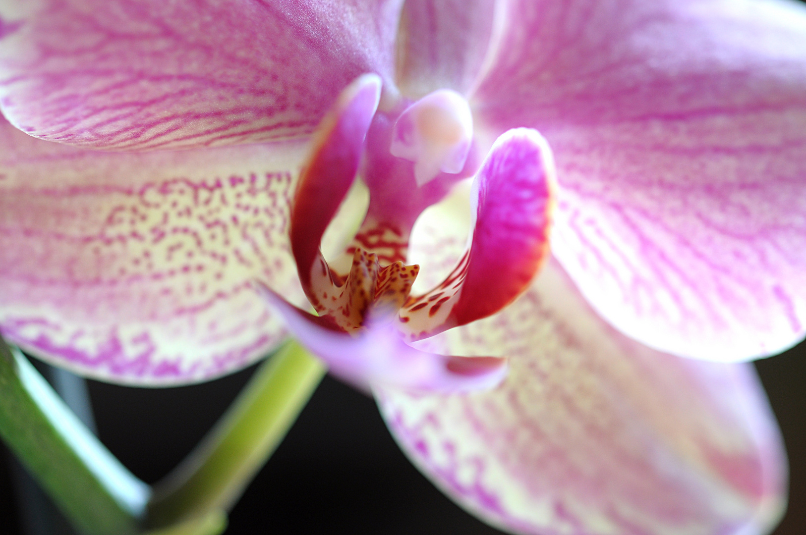 Orchidee.