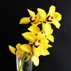 Orchidee