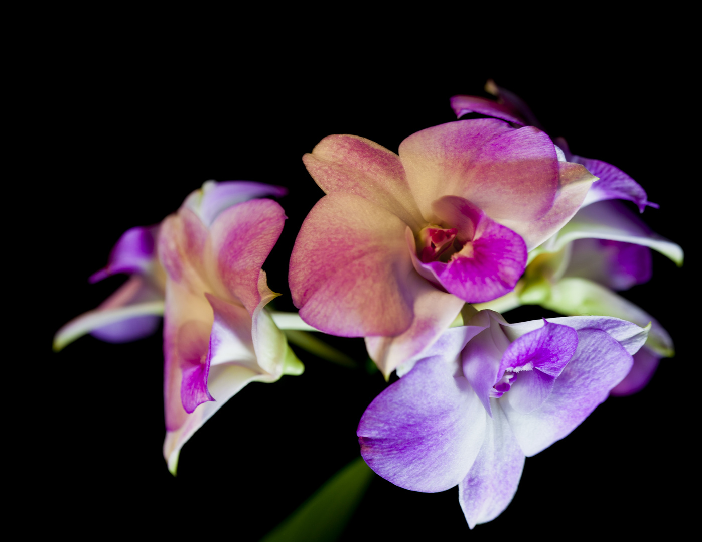 Orchidee