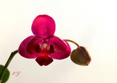 Orchidee