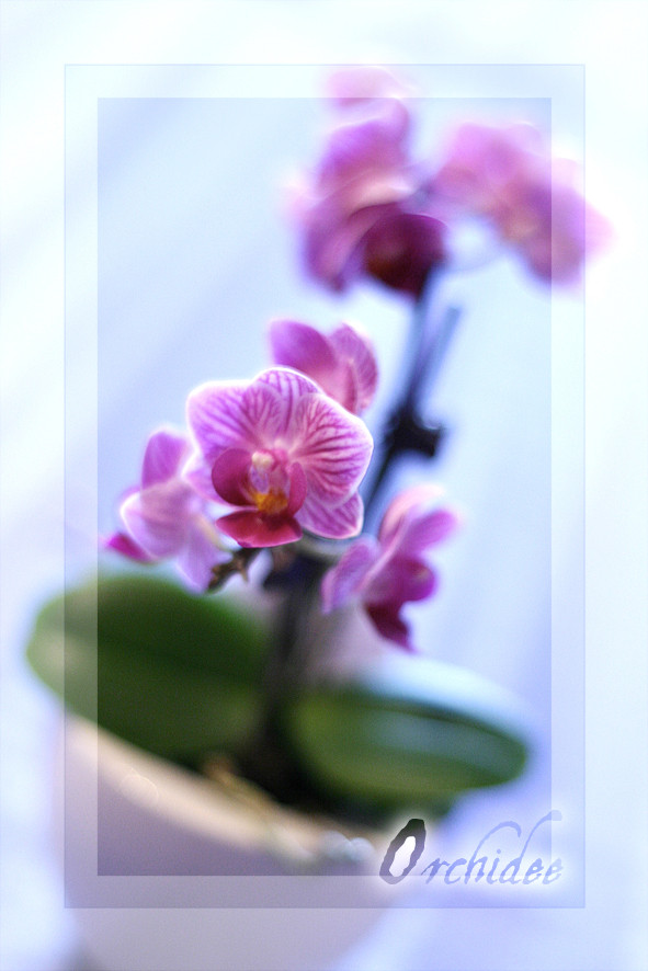 < orchidee >