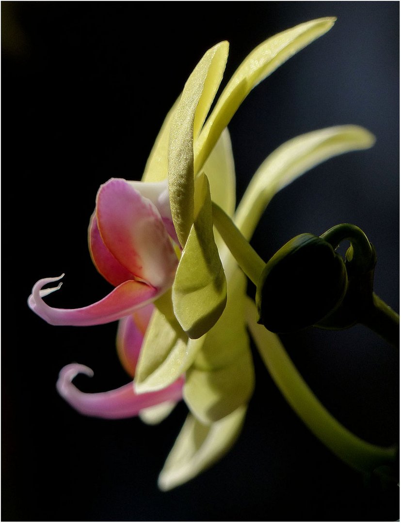 Orchidee...