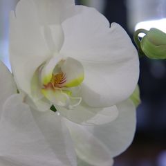 Orchidee 9