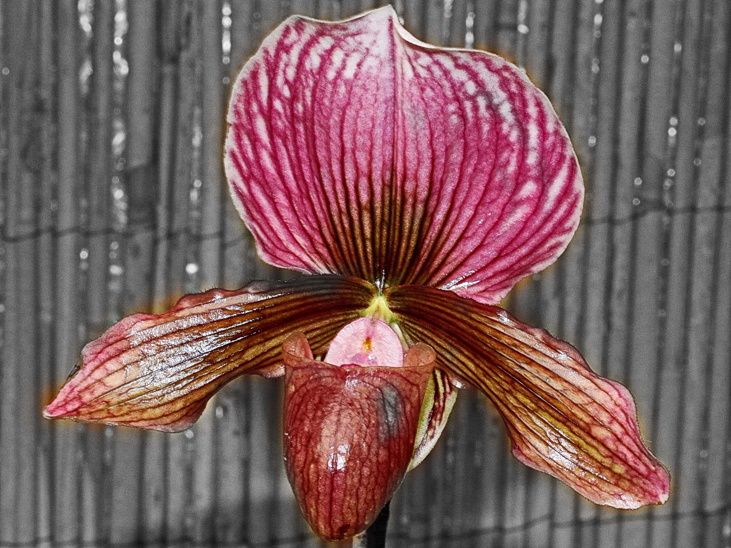 Orchidee (9)