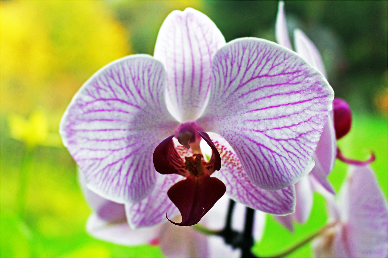 Orchidee