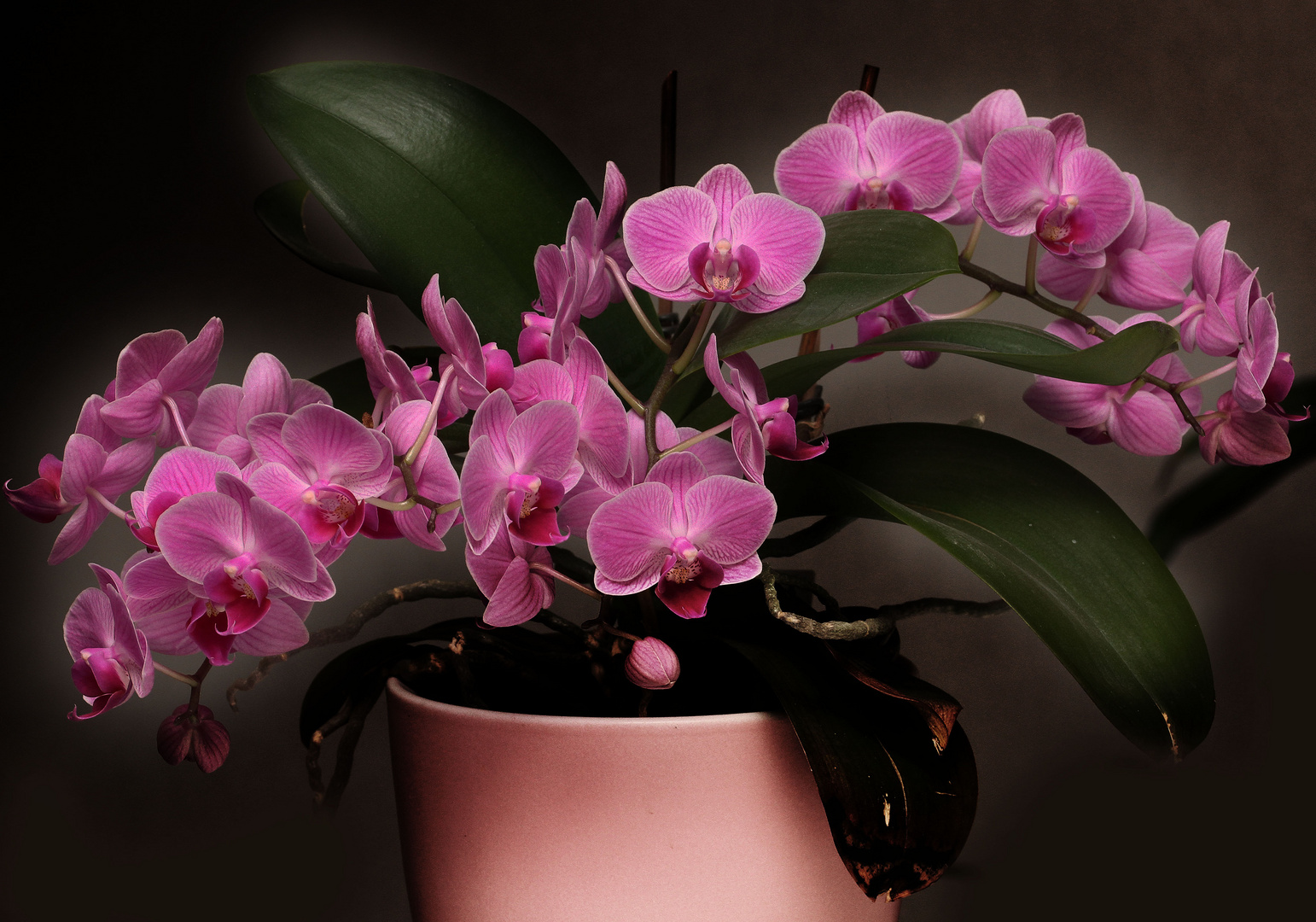 Orchidee 