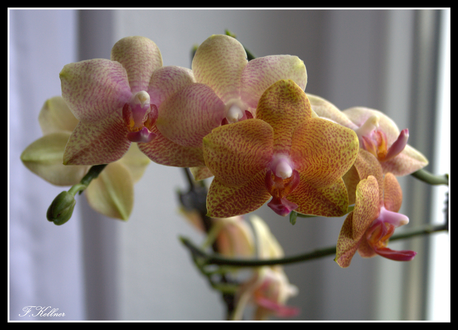 Orchidee