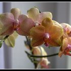 Orchidee