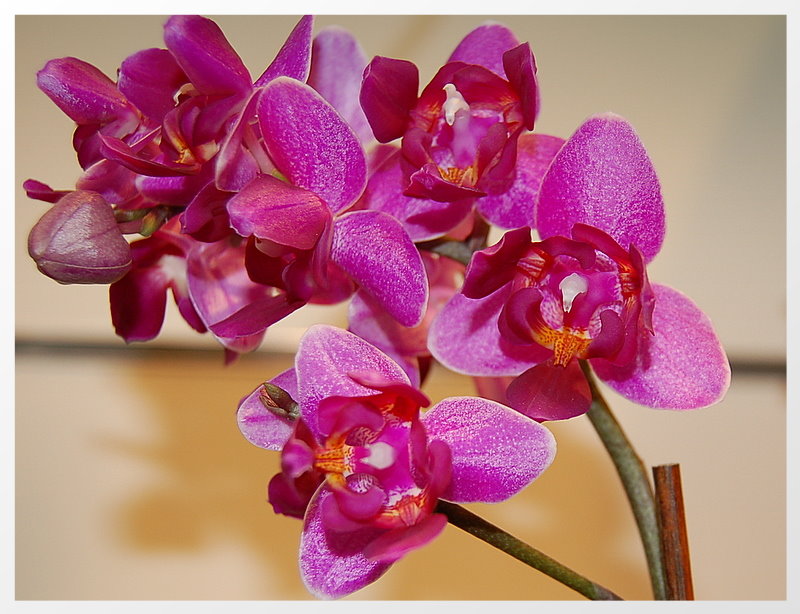 Orchidee